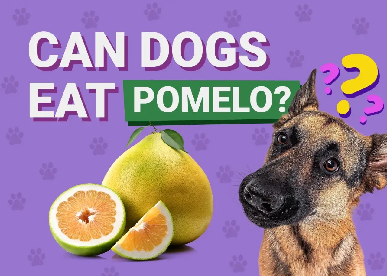 Zdjęcie Czy pies może jeść pomelo? Ważne informacje o ryzyku dla zdrowia psa