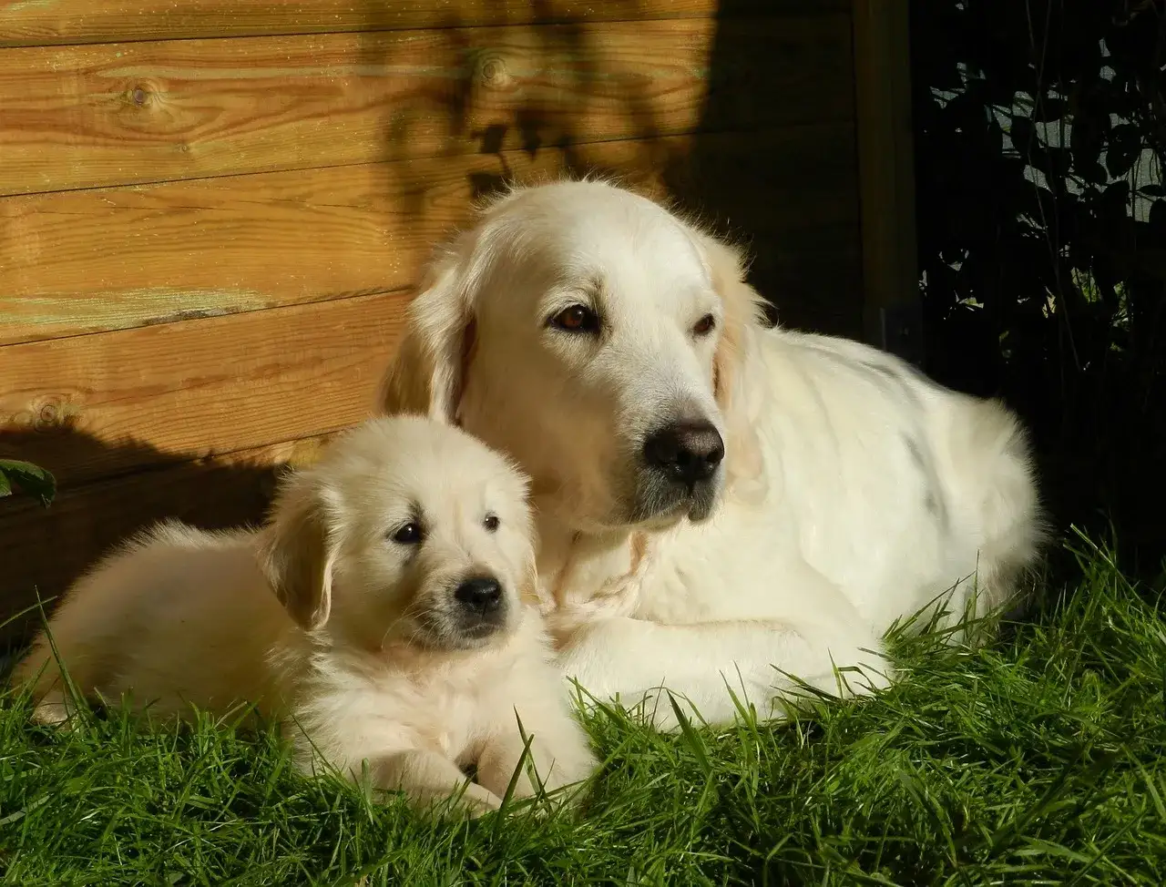 Słodki szczeniak golden retriever miniaturka leży obok swojej mamy na trawie.