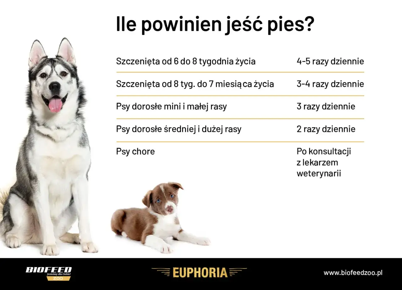 Tabela: ile powinien jeść szczeniak i dorosły pies. Podano zalecenia dla szczeniąt w różnym wieku, psów małych, średnich i dużych ras oraz chorych.