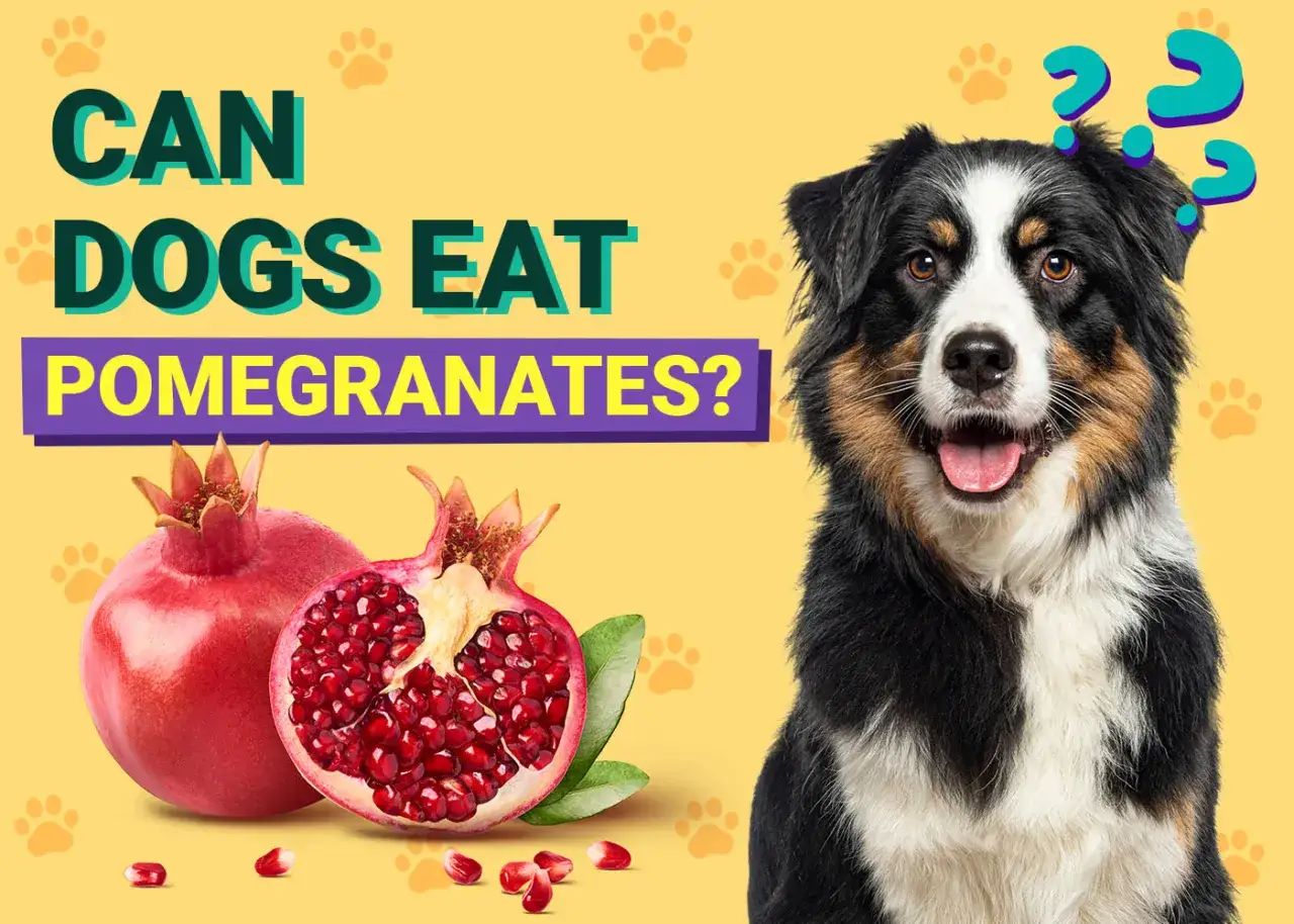 Czy pies może jeść granata? Na żółtym tle, obok owocu granatu, siedzi pies rasy Border Collie, patrząc z zaciekawieniem.