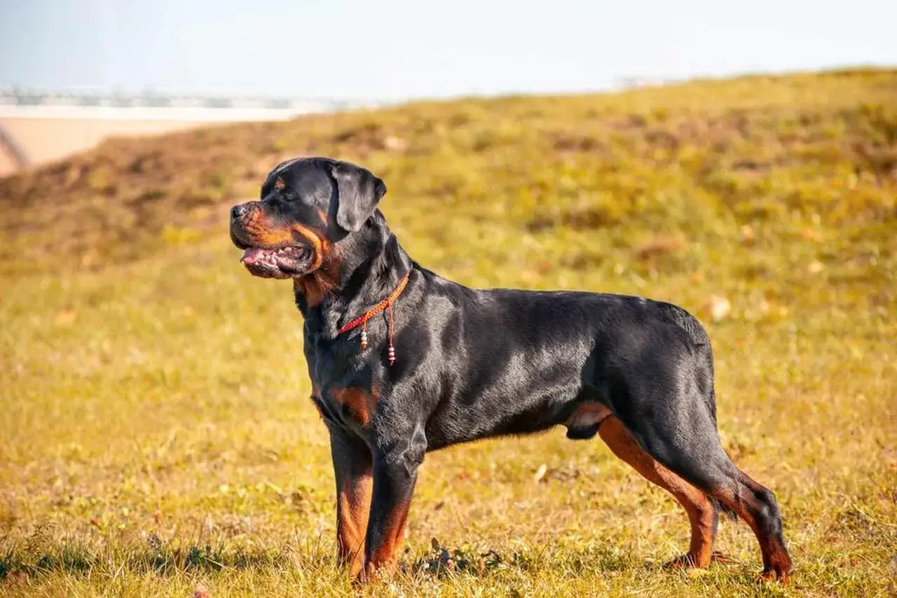 Potężny Rottweiler w czerwonej obroży stoi na trawiastym wzgórzu. Choć wygląda groźnie, jego oczy zdają się patrzeć z ciekawością.