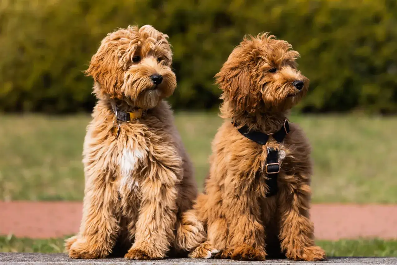 Dwa urocze szczenięta labradoodle siedzą obok siebie. Zastanawiasz się nad labradoodle cena?