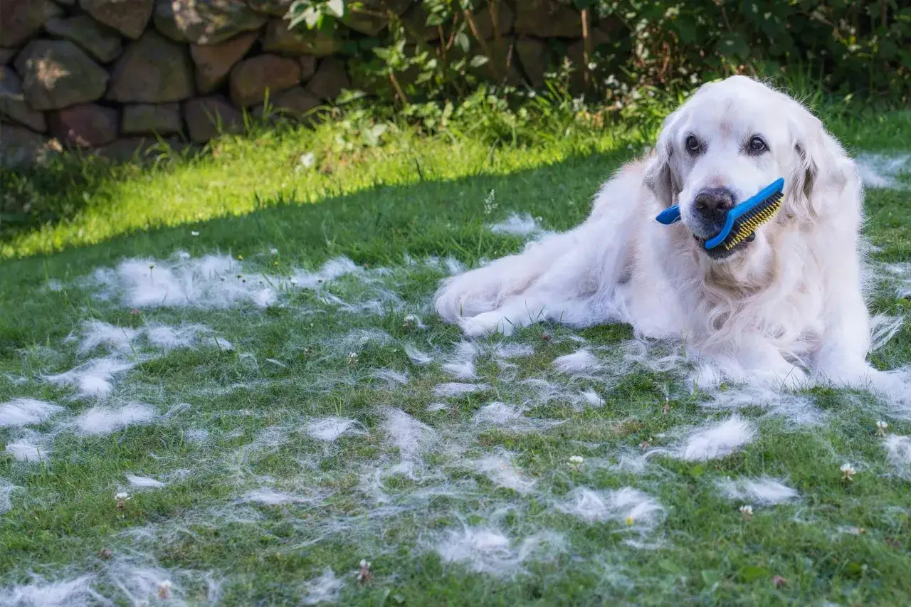 Złoty retriever leży na trawie, trzymając w pysku szczotkę. Wokół niego leży mnóstwo białego podszerstka, świadczącego o linieniu.