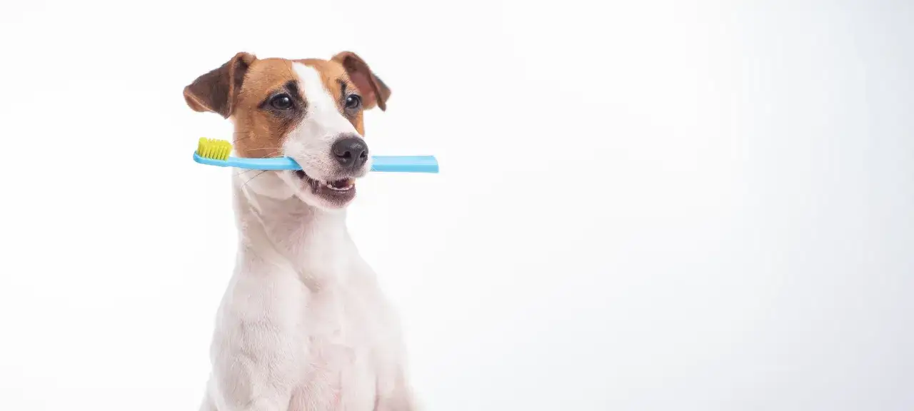 Jack Russell terrier z niebieską szczoteczką w pysku, gotowy do mycia zębów. Ciekawe, ile pies ma zębów?