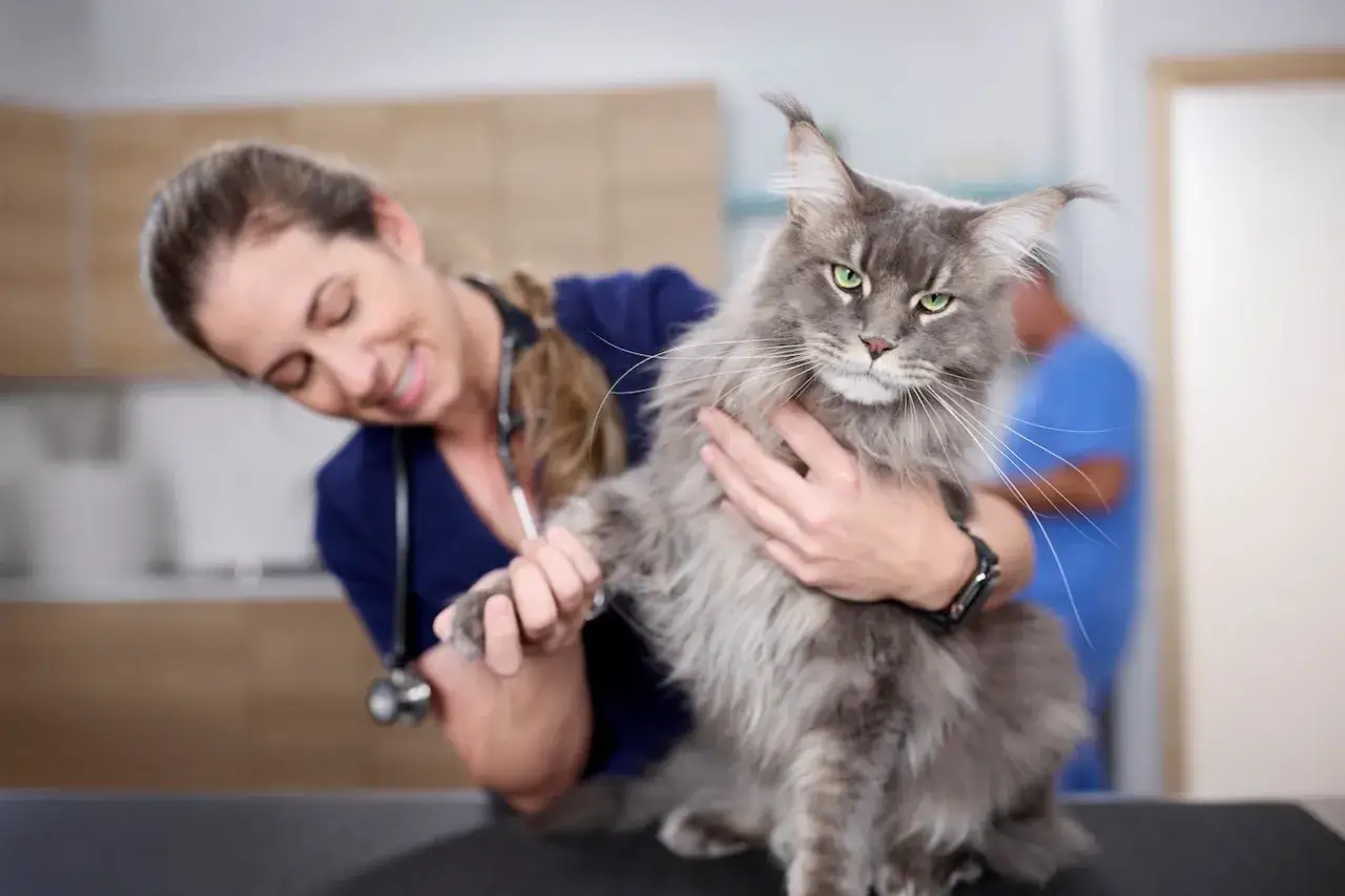 Weterynarz bada dużego, szarego kota rasy Maine Coon. Ile żyje taki kot? Długo, jeśli jest zdrowy i kochany.