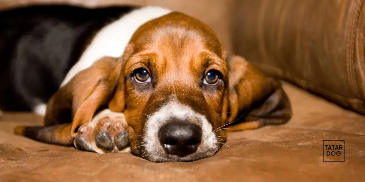 Smutny basset hound leży na kanapie. Jak uspokoić psa? Czasem wystarczy czuły dotyk i spokojny głos.
