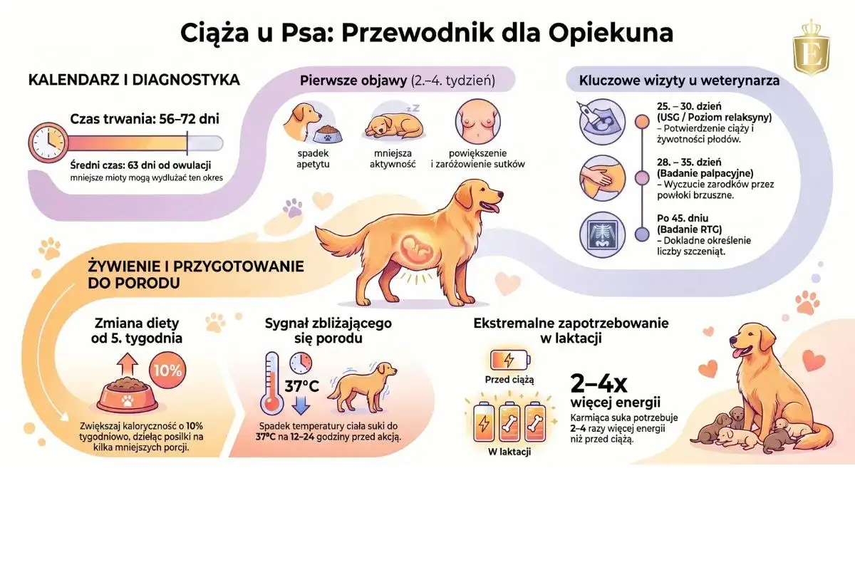 Przewodnik dla opiekuna: ciąża u psa tydzień po tygodniu. Objawy, wizyty u weterynarza, żywienie i przygotowanie do porodu.