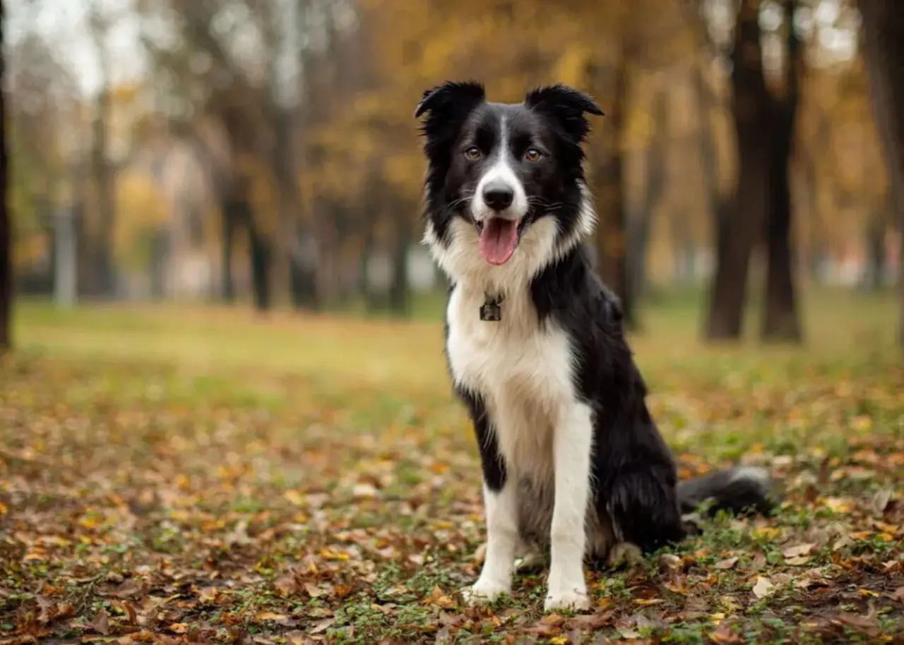 Piękny border collie siedzi na jesiennym tle. Jego waga jest idealna, co widać po jego zwinnej sylwetce.