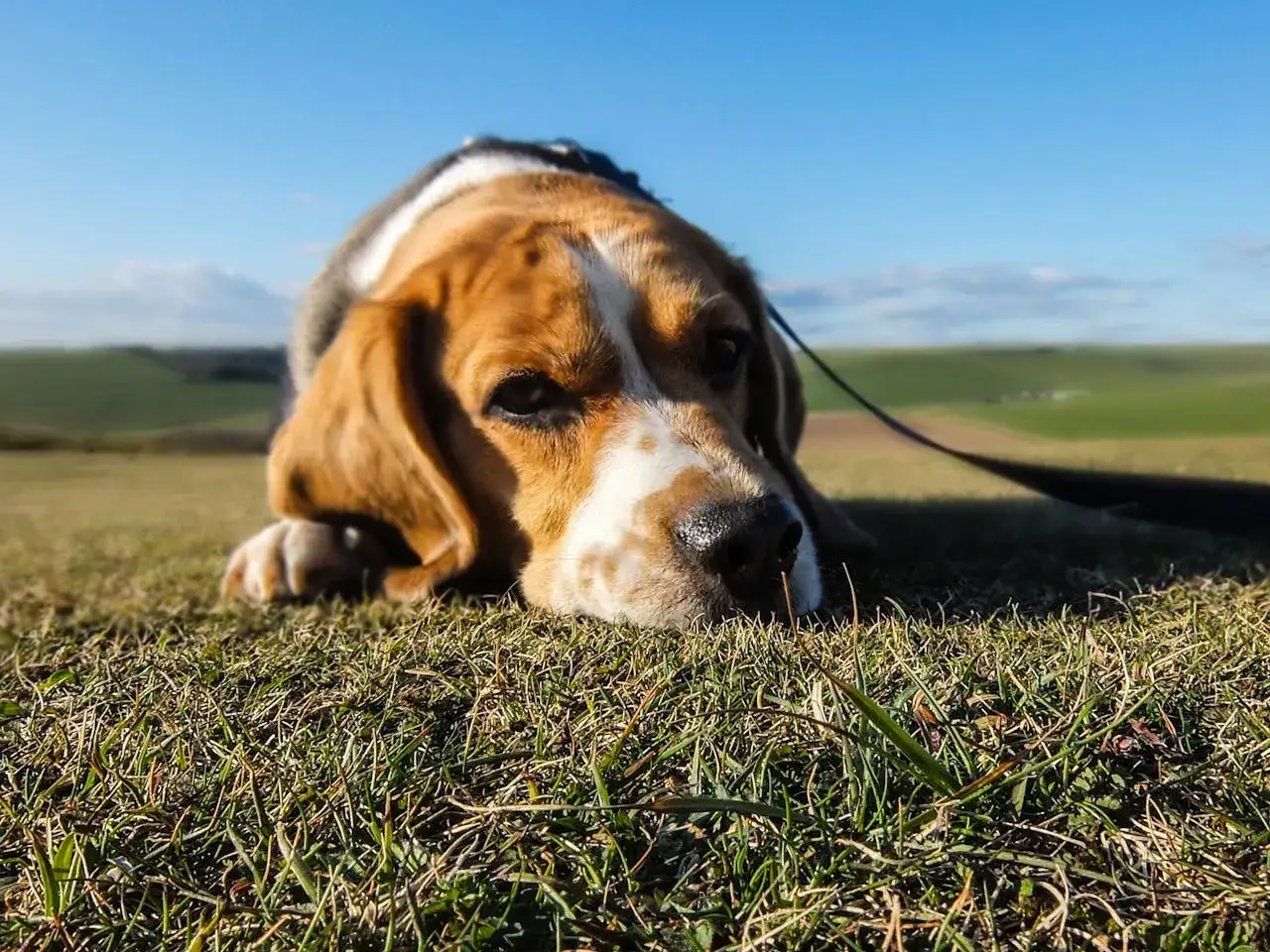 Smutny beagle leży na trawie, marząc o smakołykach. Jego waga jest idealna do długich spacerów.
