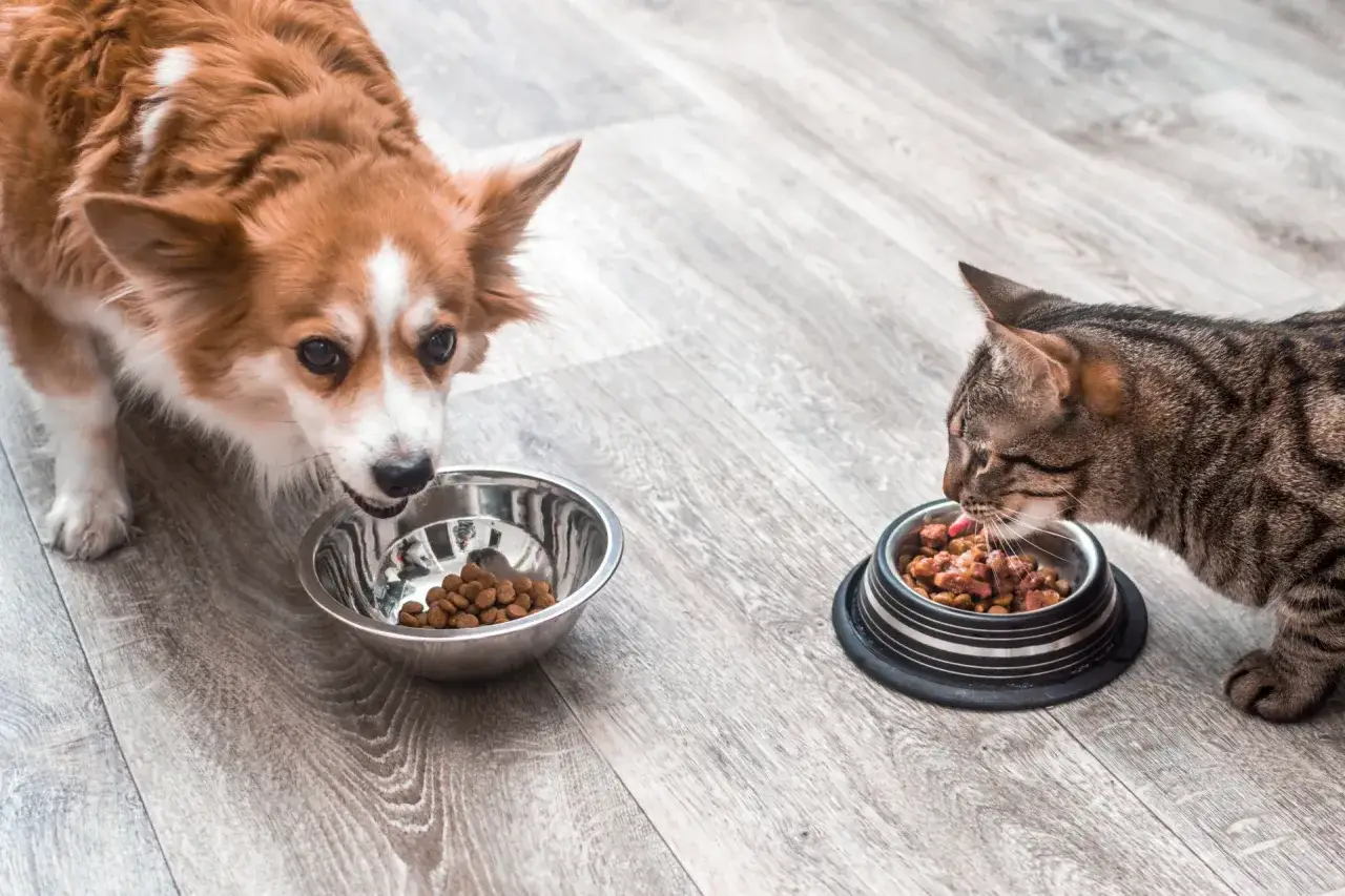 Corgi i kot jedzą z misek. Czy pies może jeść kocią karmę? To pytanie nurtuje wielu właścicieli zwierząt.