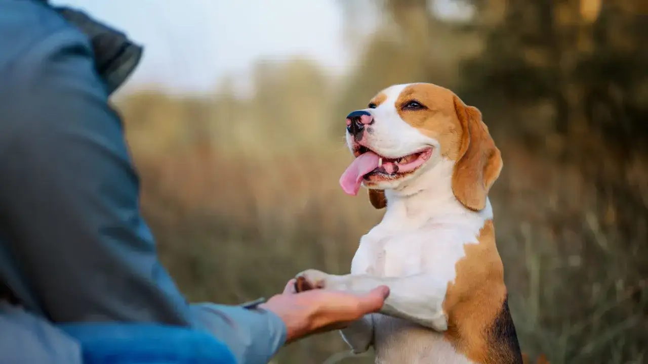 Szczęśliwy beagle podaje łapę, ucząc się komendy