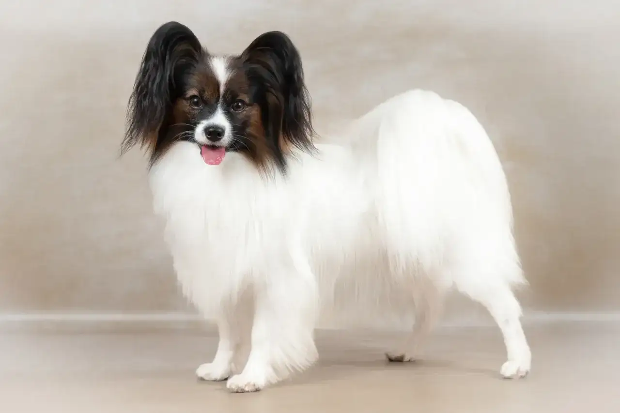 Uroczy papillon z wielkimi uszami. Zastanawiasz się, ile kosztuje papillon?