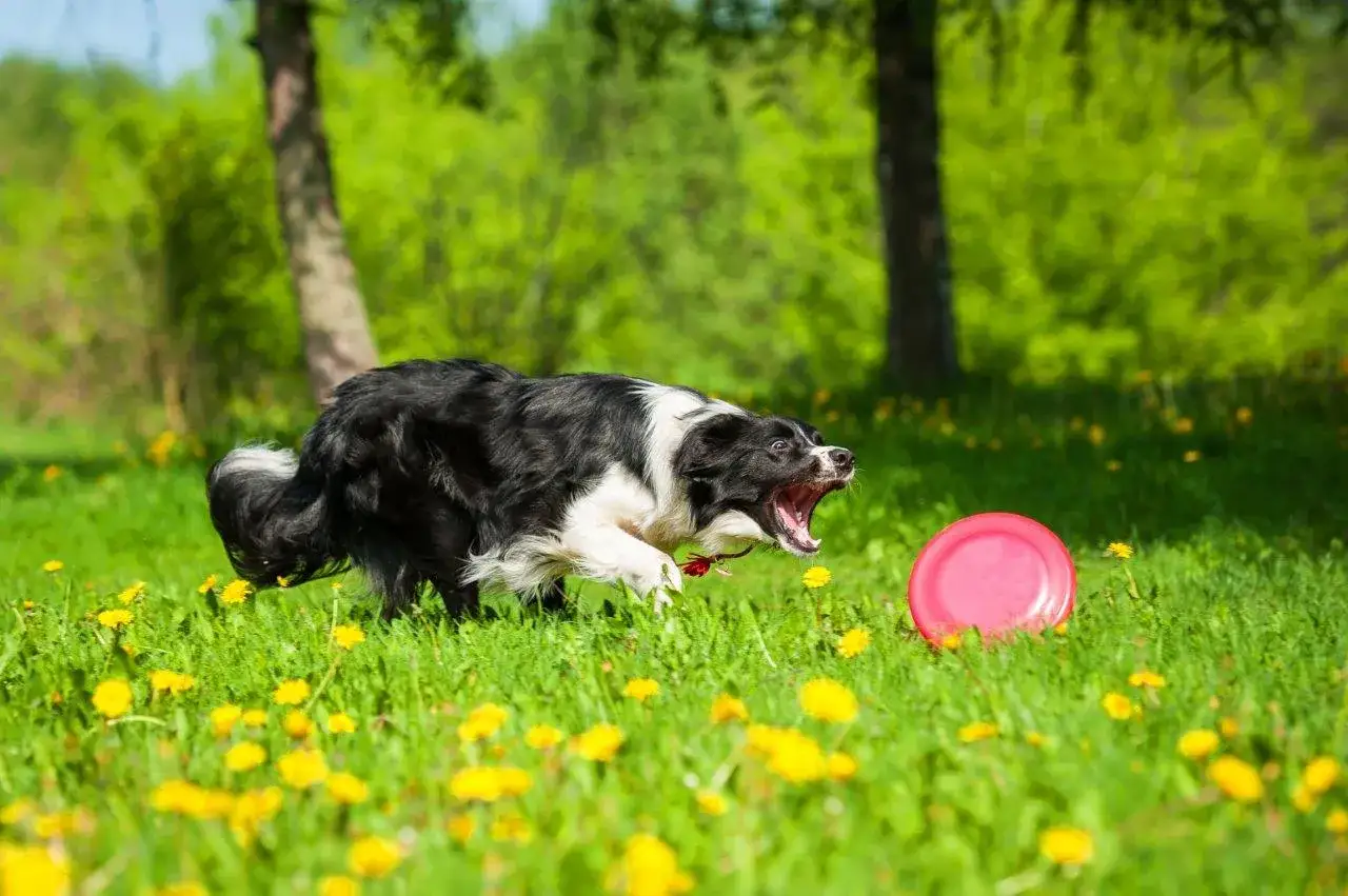 Border collie usposobienie: pies w akcji, goniący frisbee na łące pełnej mniszków.