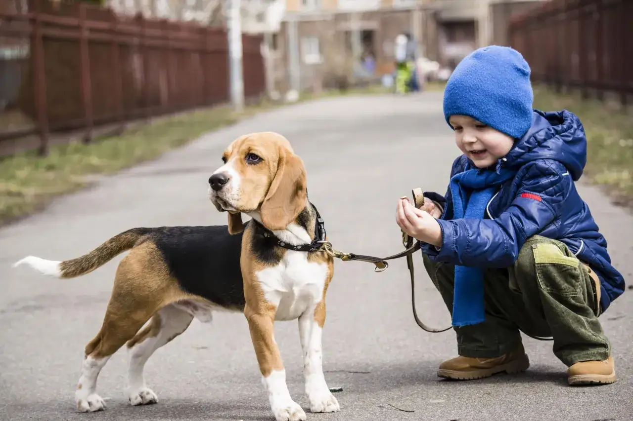 Chłopiec w niebieskiej czapce i kurtce kuca przy swoim beagle miniaturce, trzymając smycz.