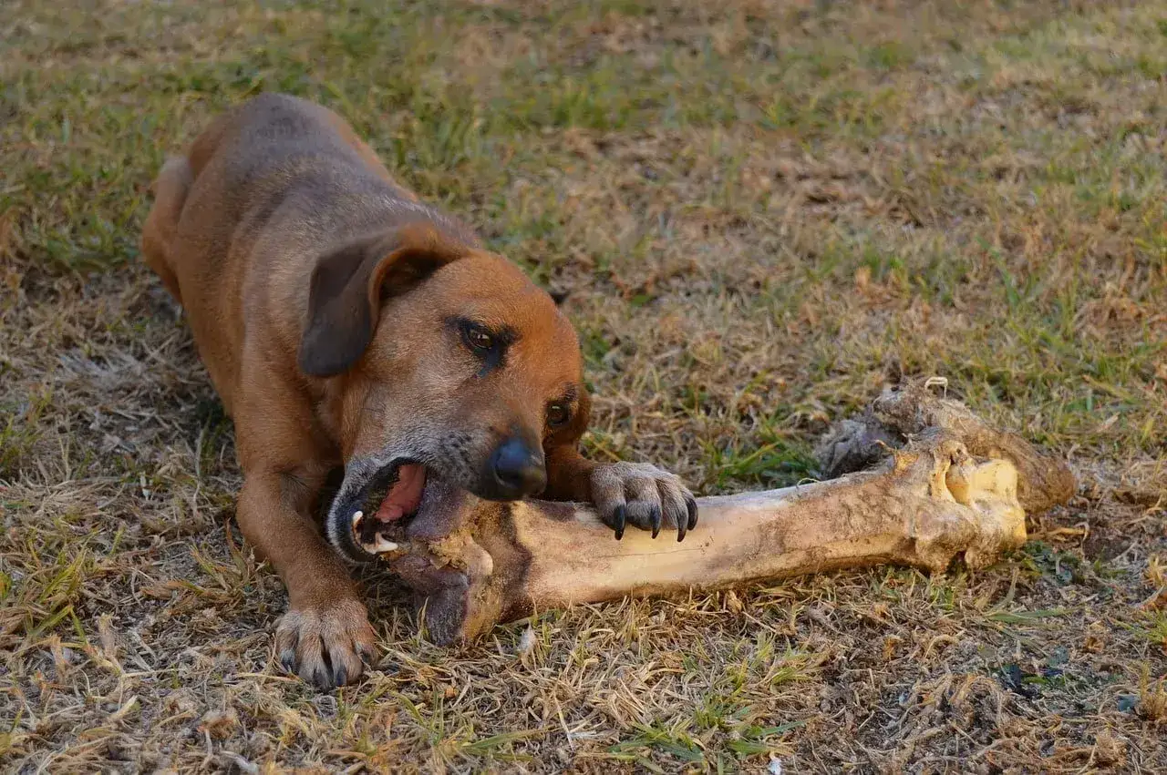 Zdjęcie Czy pies może jeść kości z kaczki? Dowiedz się, co jest niebezpieczne