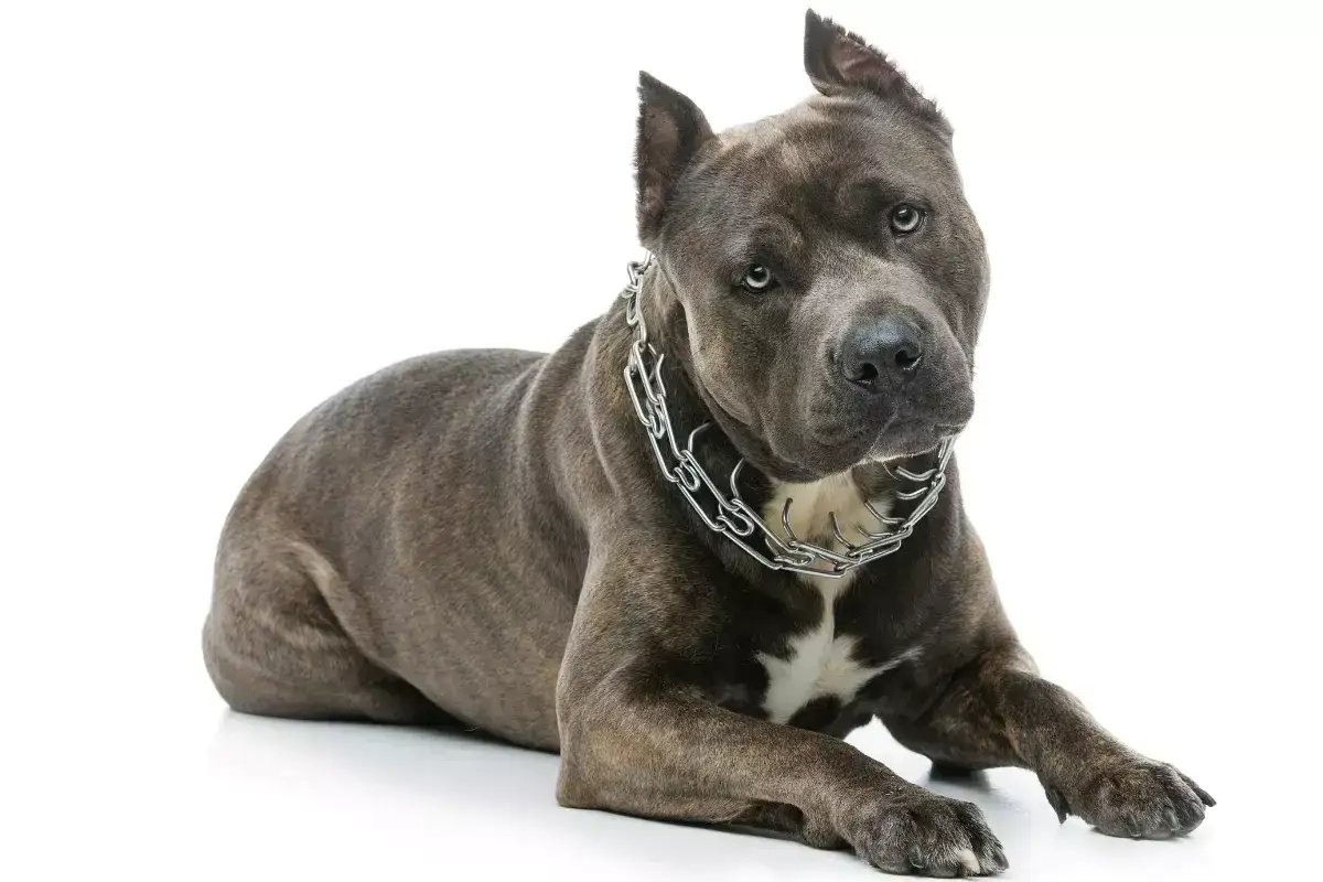 Szarobłękitny amstaff z metalowym łańcuchem na szyi leży na białym tle. Jego waga jest imponująca, świadczy o sile.
