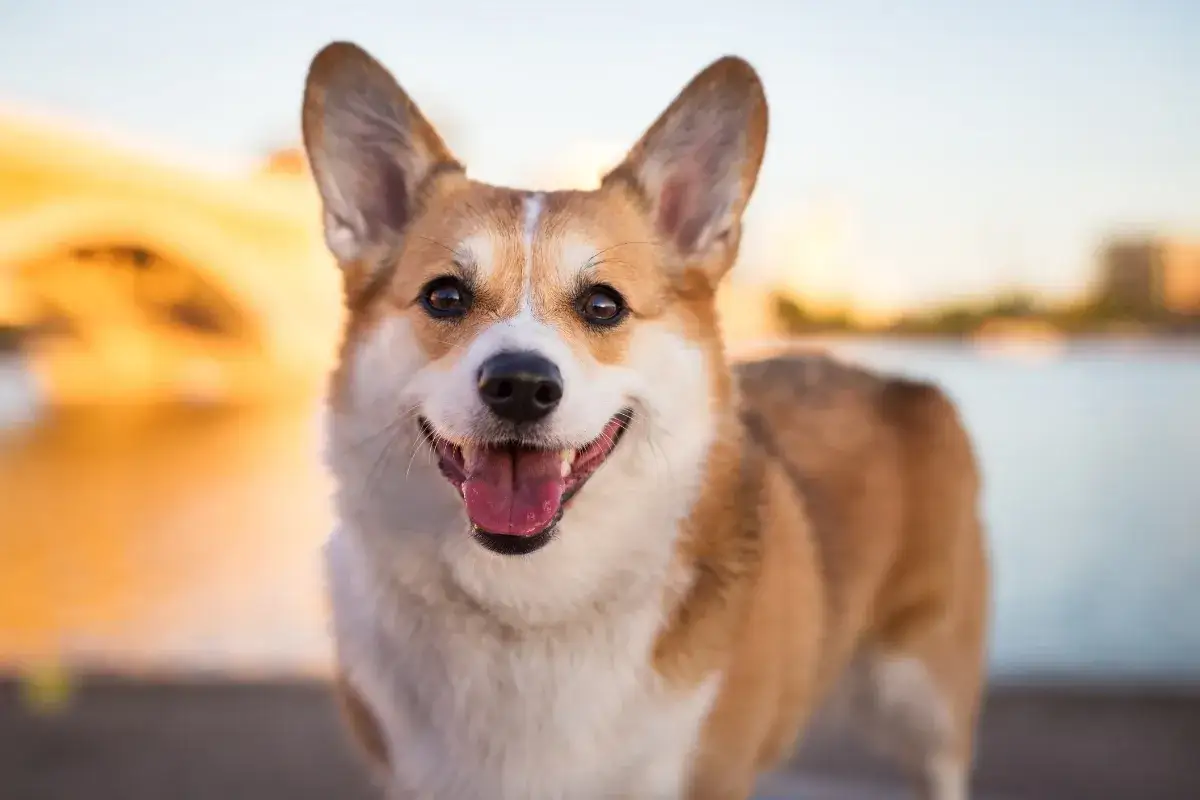 Uśmiechnięty corgi, którego radosny corgi charakter widać w szerokim uśmiechu.