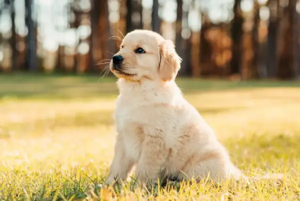 Uroczy szczeniak golden retriever siedzi na trawie. Zastanawiasz się, co może jeść szczeniak oprócz karmy?